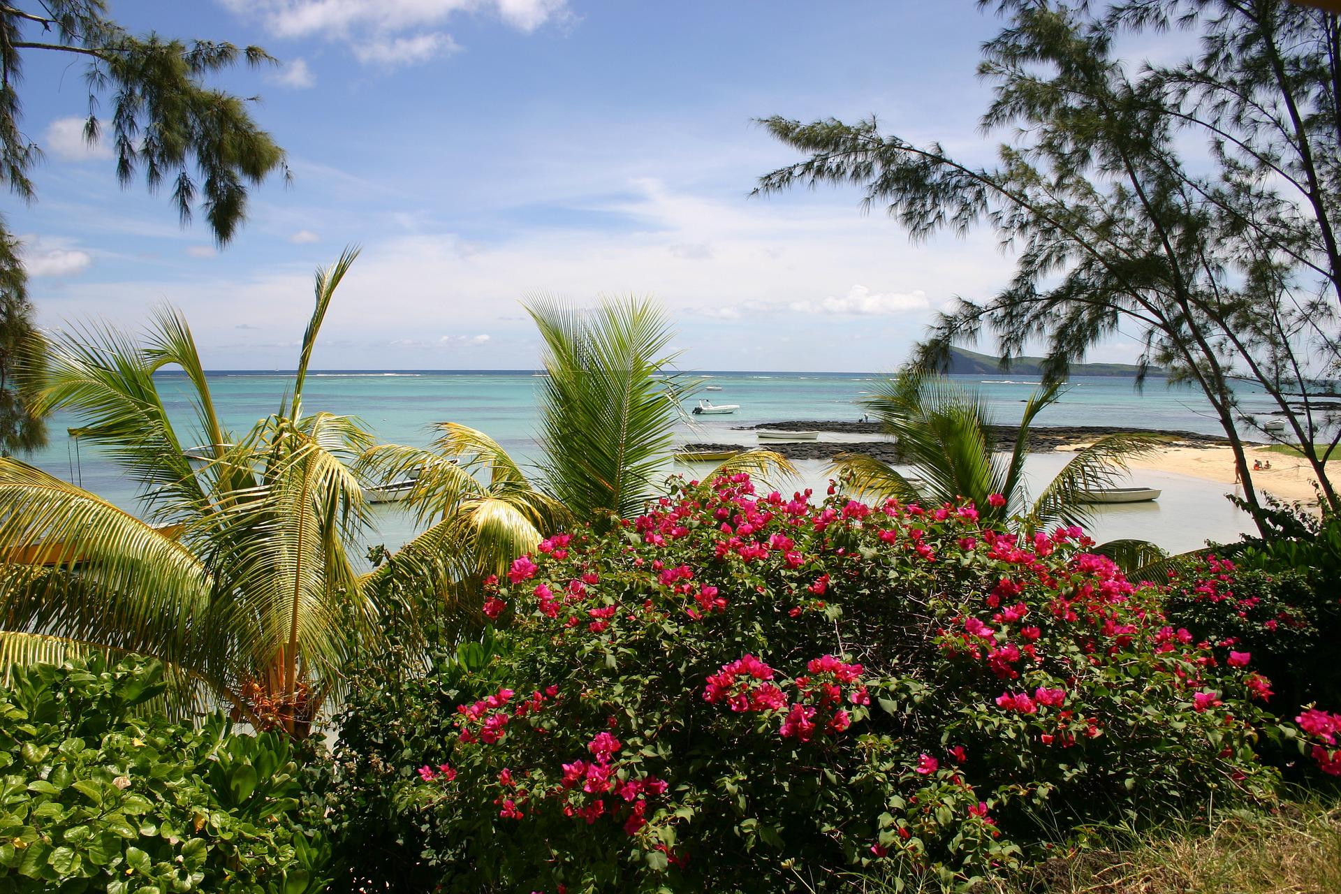 Vibrant pink bougainvillea bushes overlook a sunny turquoise tropical beach with trees and a small boat in the distance.