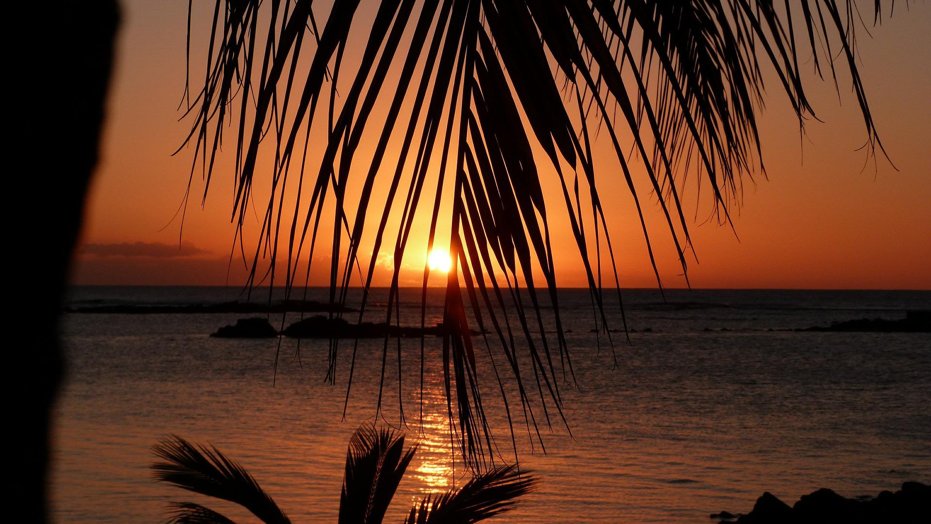 A vibrant sunset glows over the ocean, partially obscured by the silhouette of palm fronds in the foreground.