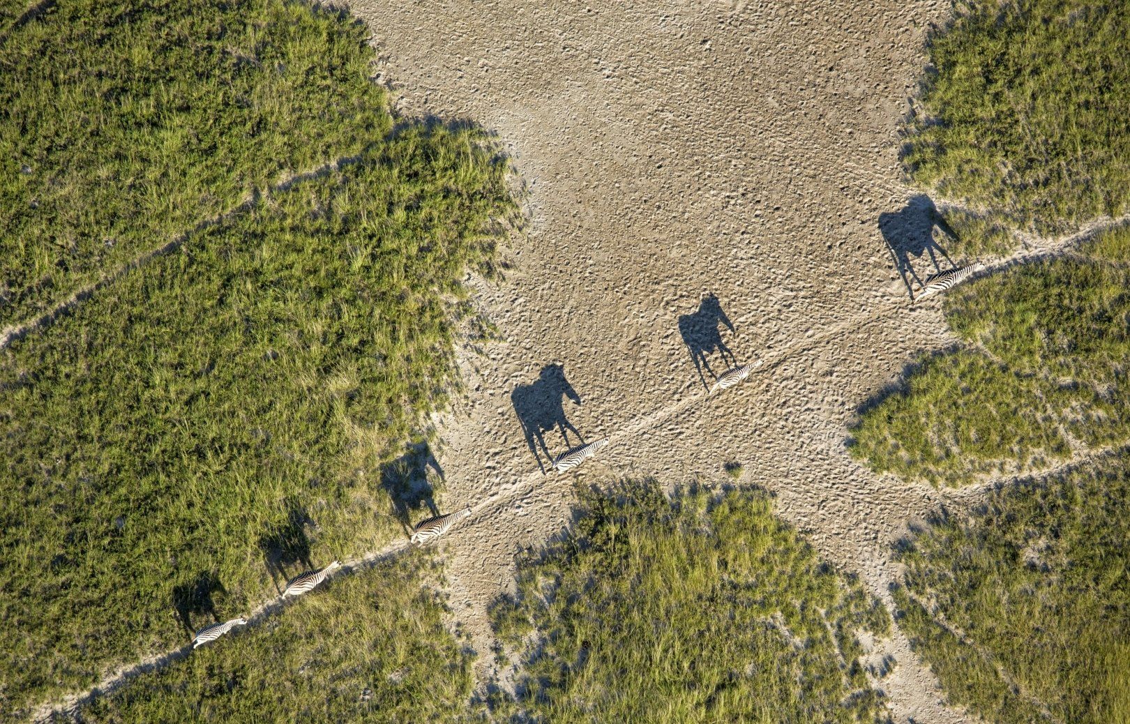 An aerial view shows five elephants walking in a line across a dry, sandy path bordered by patches of green vegetation.