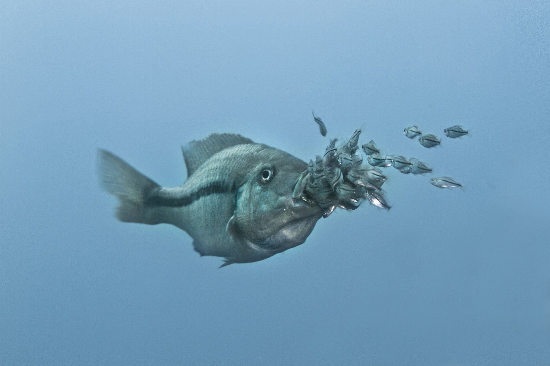 A grey fish swimming in open water releases a cloud of tiny, silver fry from its mouth.