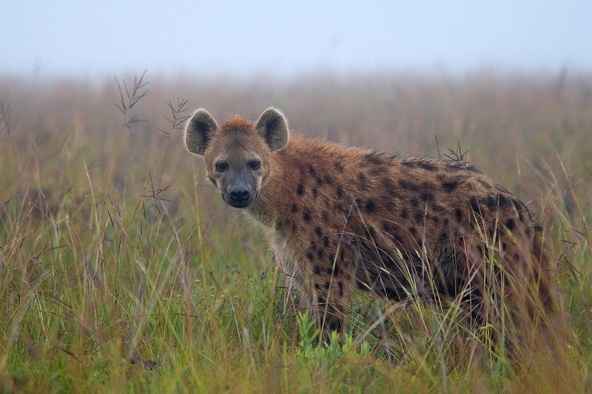 A spotted hyena stands in tall, dry grass against a misty, overcast background, looking toward the camera.