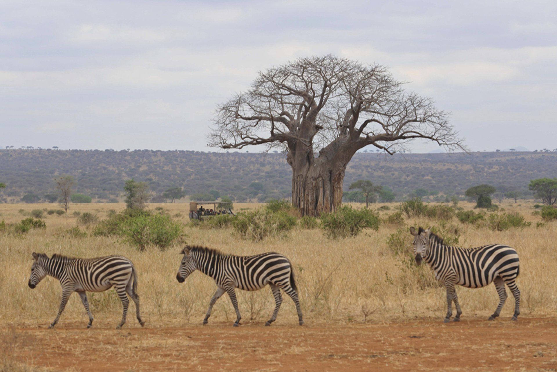 Three zebras walk in a single file line through a dry, grassy savanna with a large, bare tree in the background.
