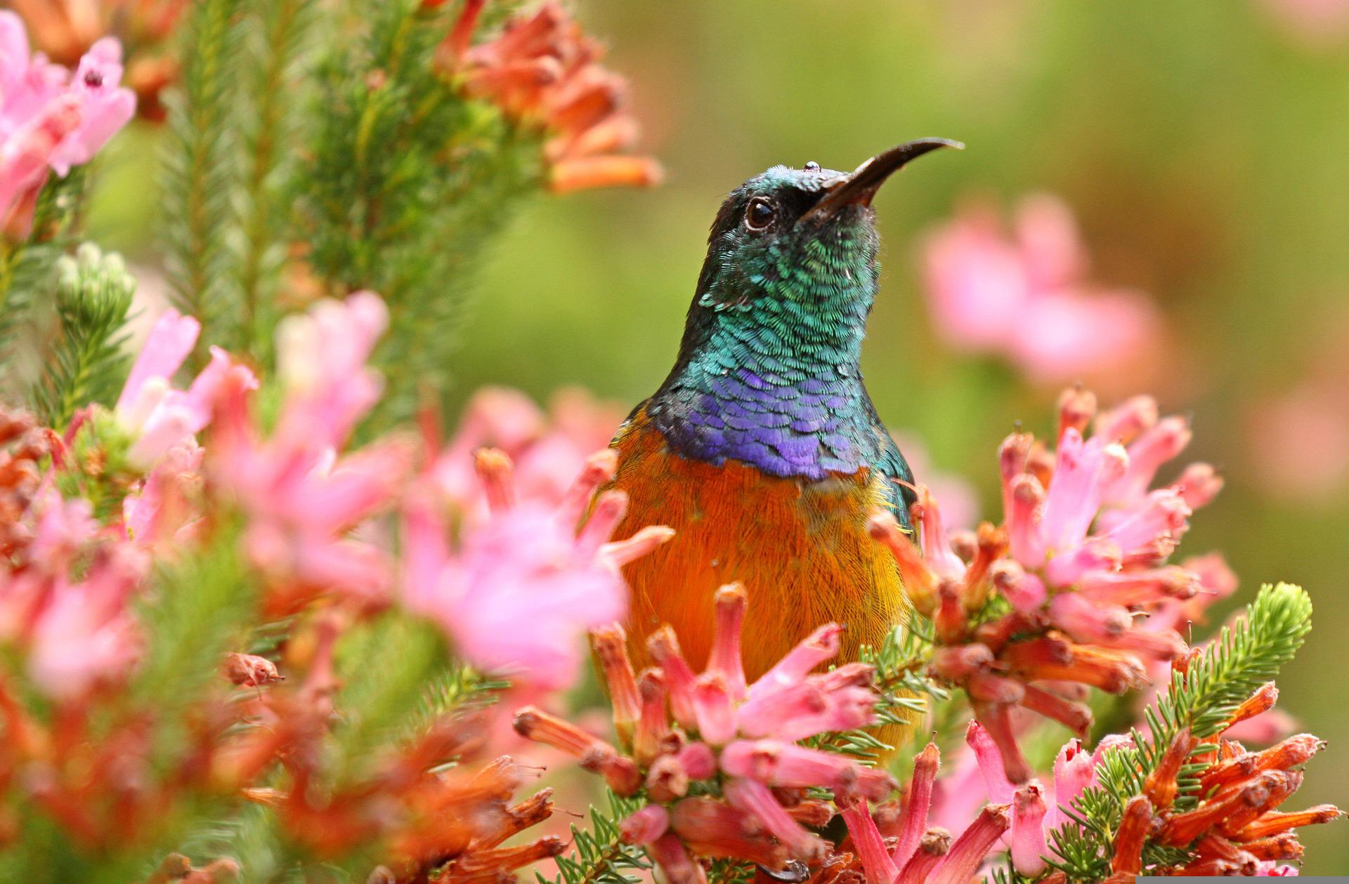 A bright orange-chested, metallic green-headed sunbird perched amidst clusters of small, pink tubular flowers.