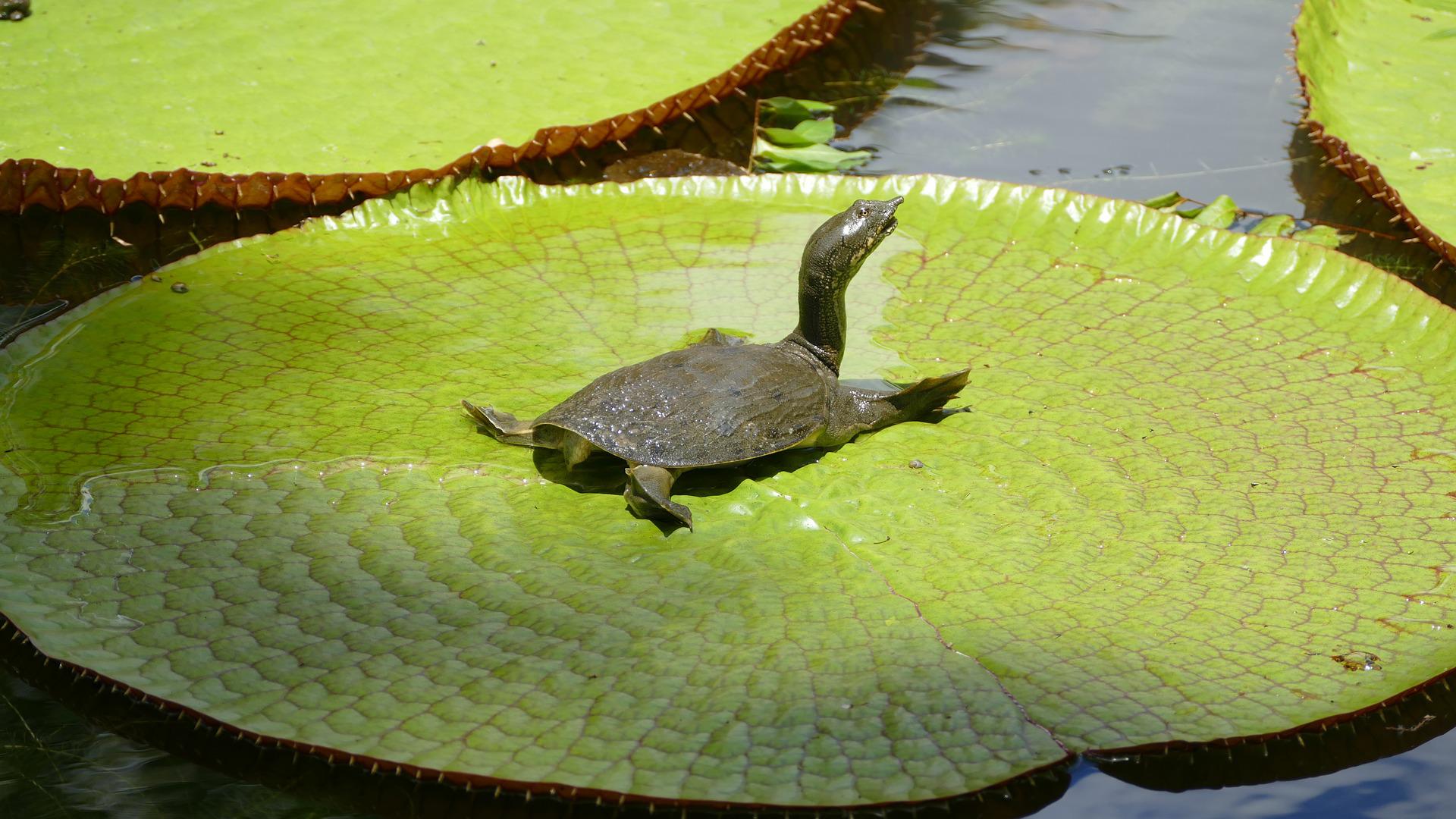 A small, dark turtle sits basking on a large, round, green lily pad floating in water.
