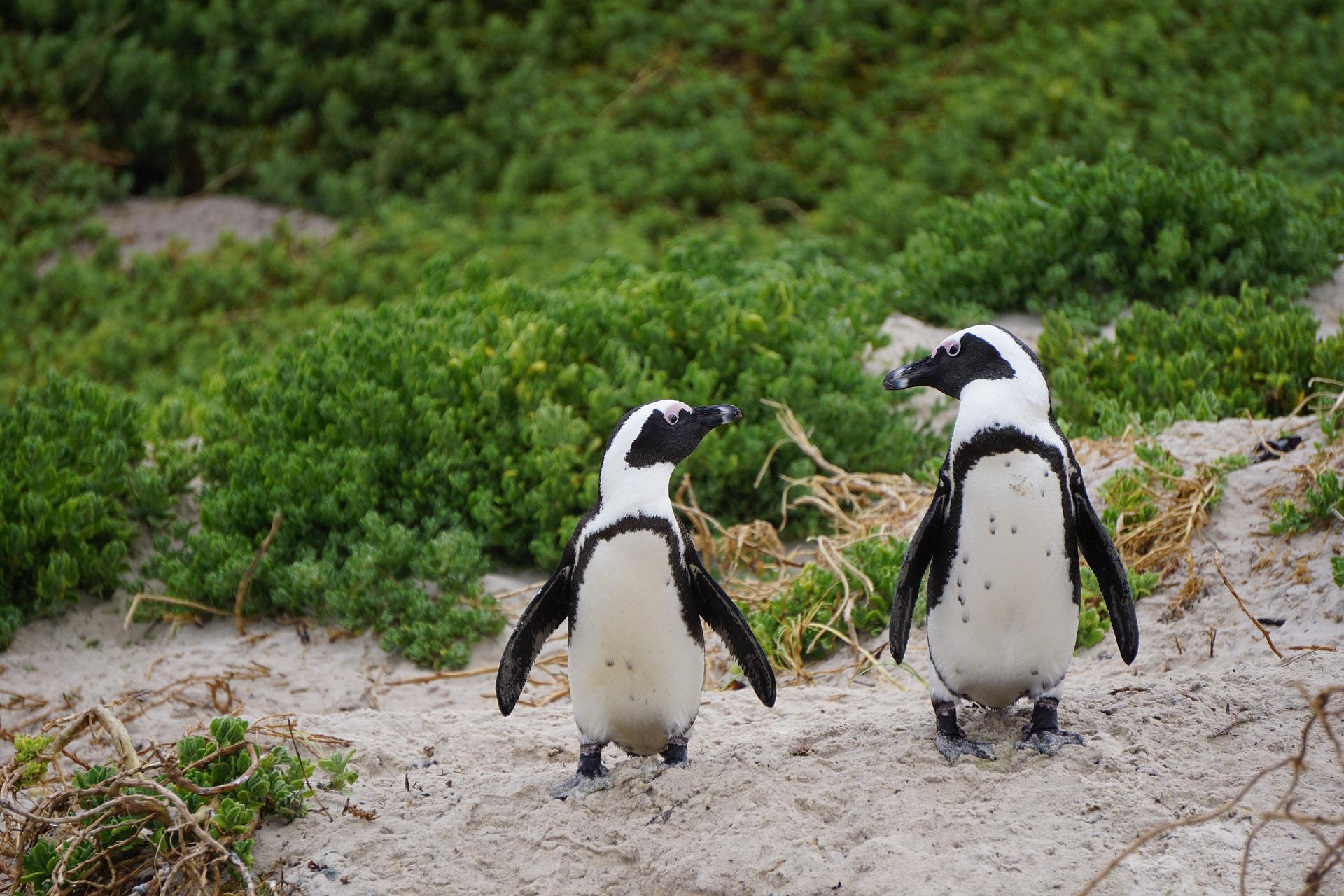Two African penguins stand on a sandy beach in front of green coastal vegetation, looking toward each other.