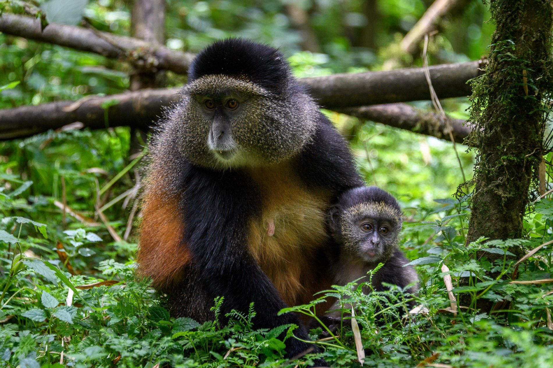 A golden monkey with dark fur and a reddish-brown back sits in a lush green forest, holding a young infant.