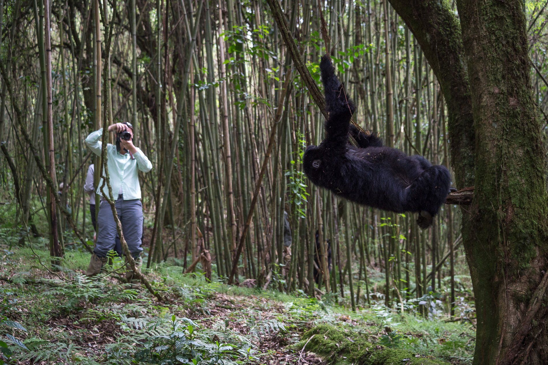 A tourist taking a photo of a mountain gorilla hanging from a branch in a dense, bamboo-filled forest.