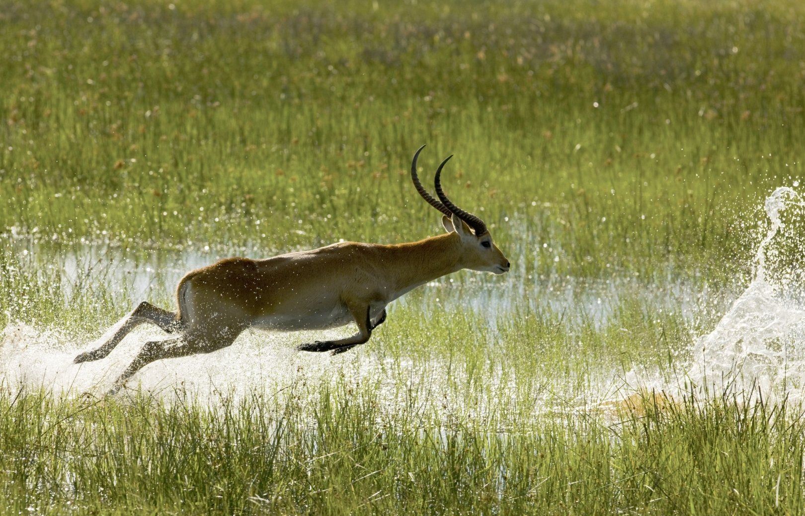 A lechwe antelope with curved horns leaps gracefully through shallow, grassy water, creating a splash.