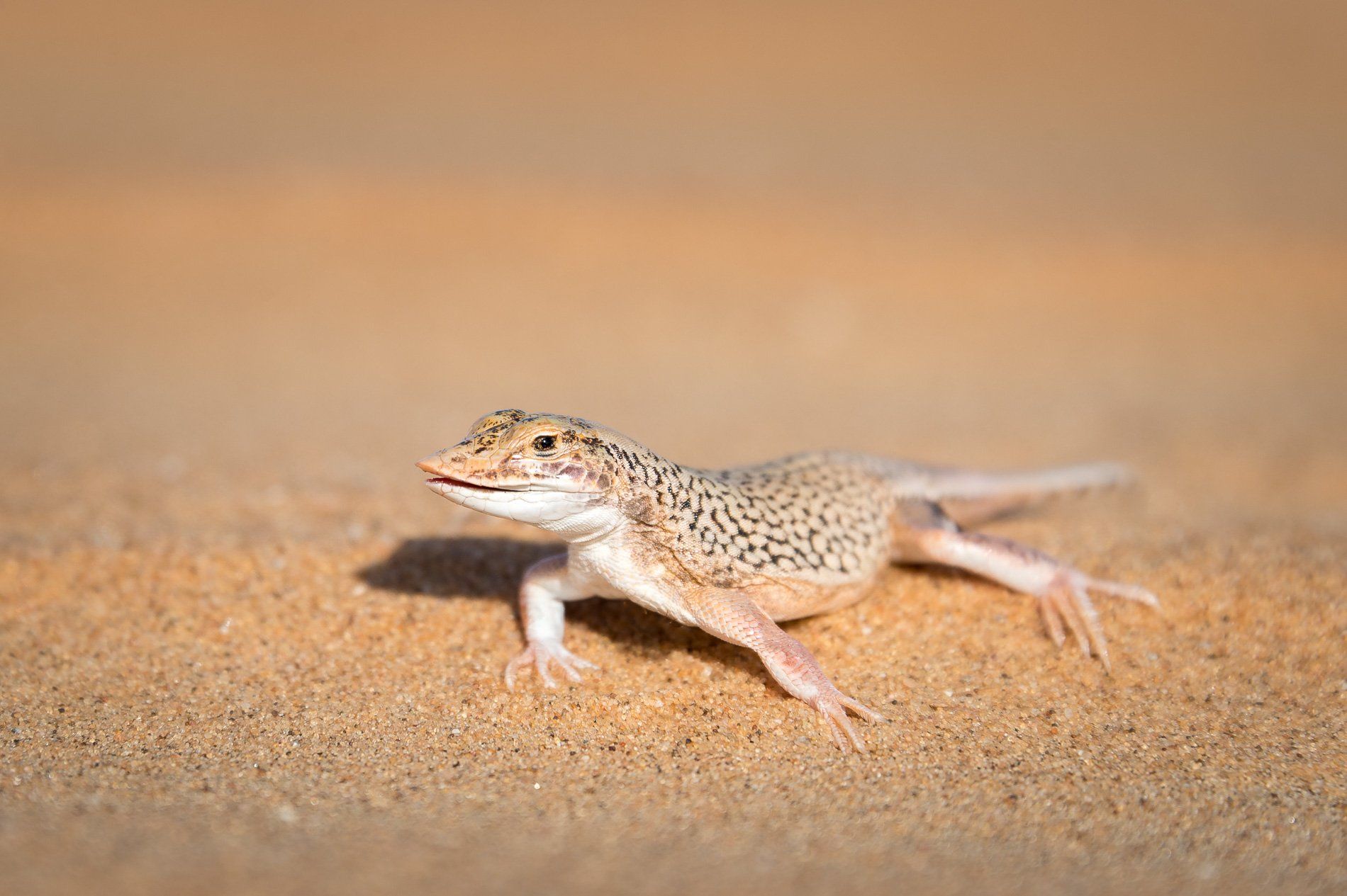 A spotted desert lizard standing on sandy ground with its head turned to the side.