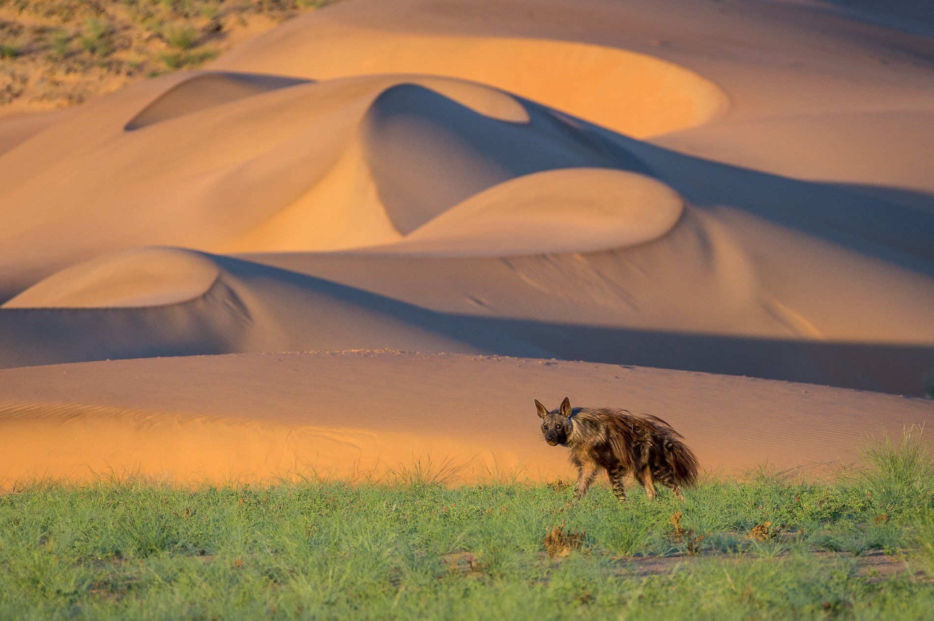 A striped hyena walks through green desert vegetation in front of soft, rolling orange sand dunes.