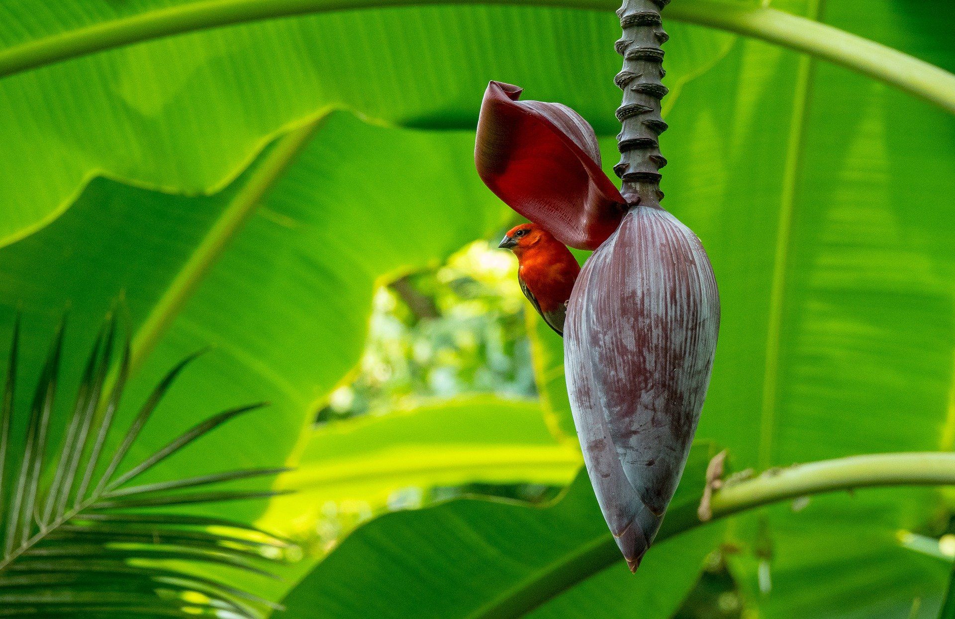 A bright red bird perches inside a large, purple banana blossom hanging in front of vibrant green tropical leaves.