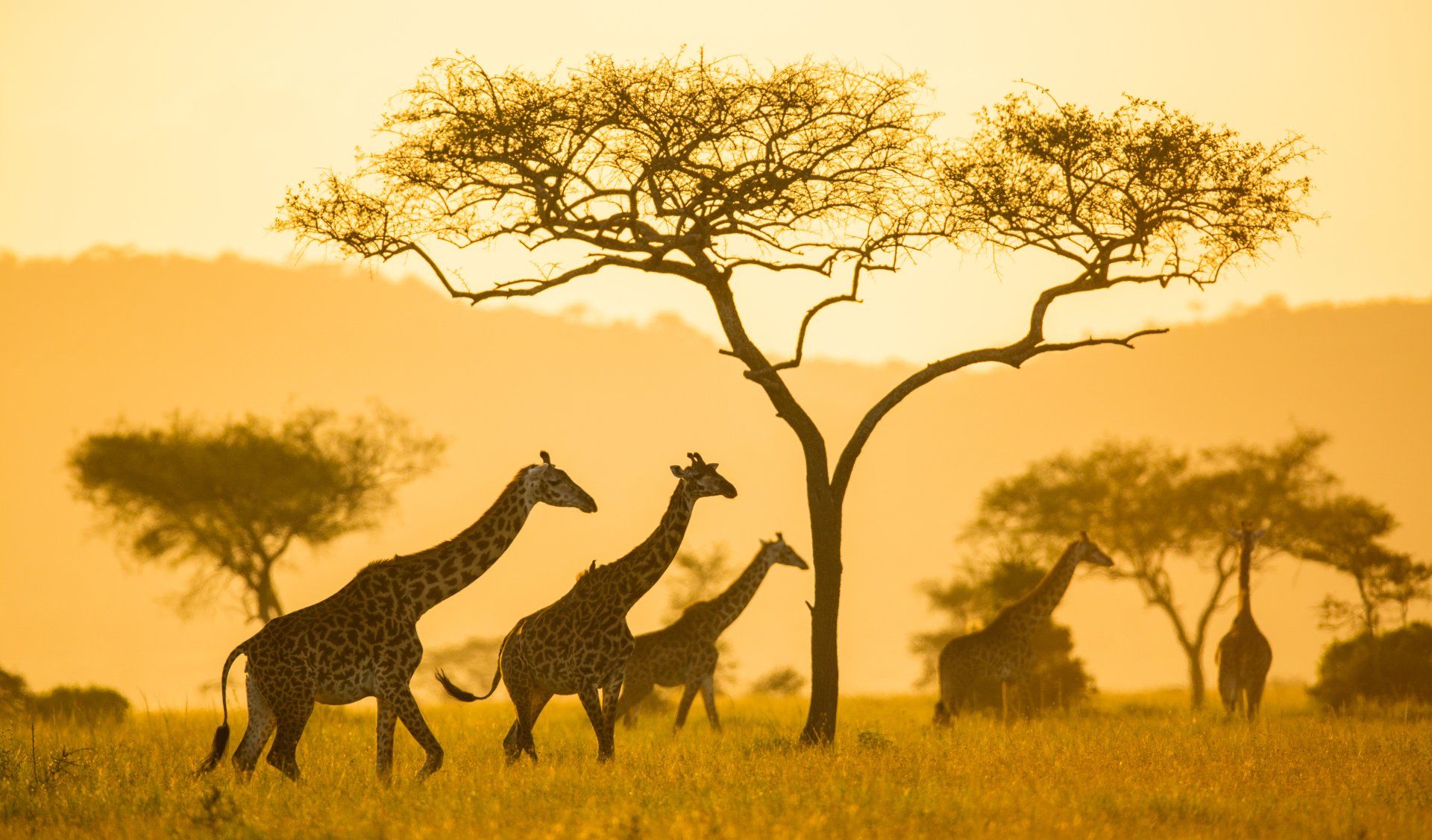 A group of giraffes walk across a golden savanna landscape at sunset, silhouetted against a backdrop of trees.