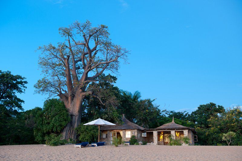 A large baobab tree stands beside a small, thatched-roof beach hut with glowing windows under a clear blue sky.