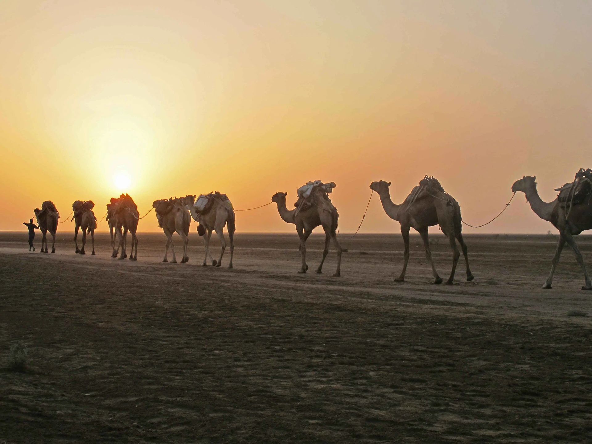 A caravan of camels walks across a desert plain in silhouette during a warm-toned sunset.