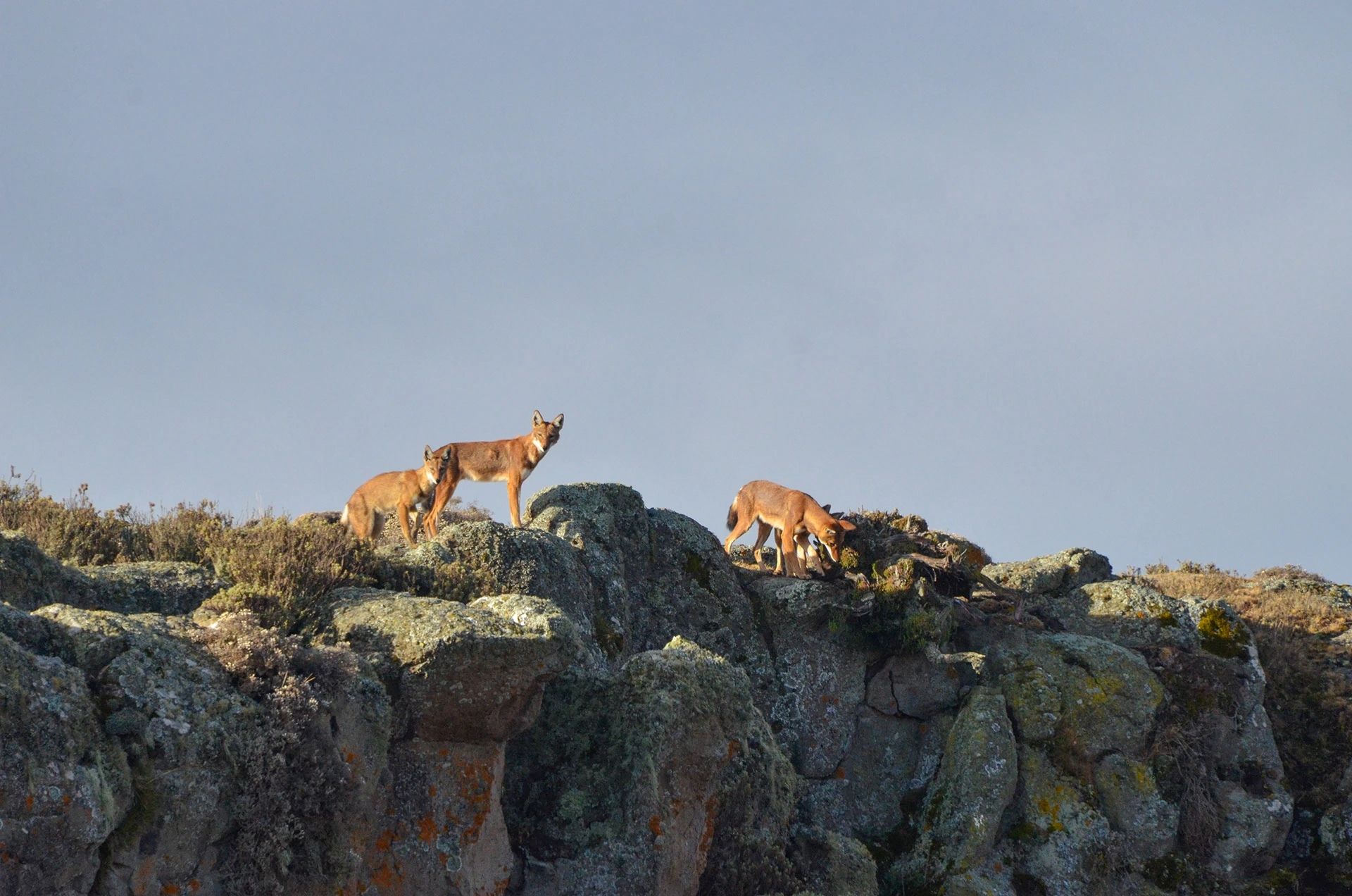 Three Ethiopian wolves stand on a rocky, lichen-covered ridge against a clear, pale blue sky.