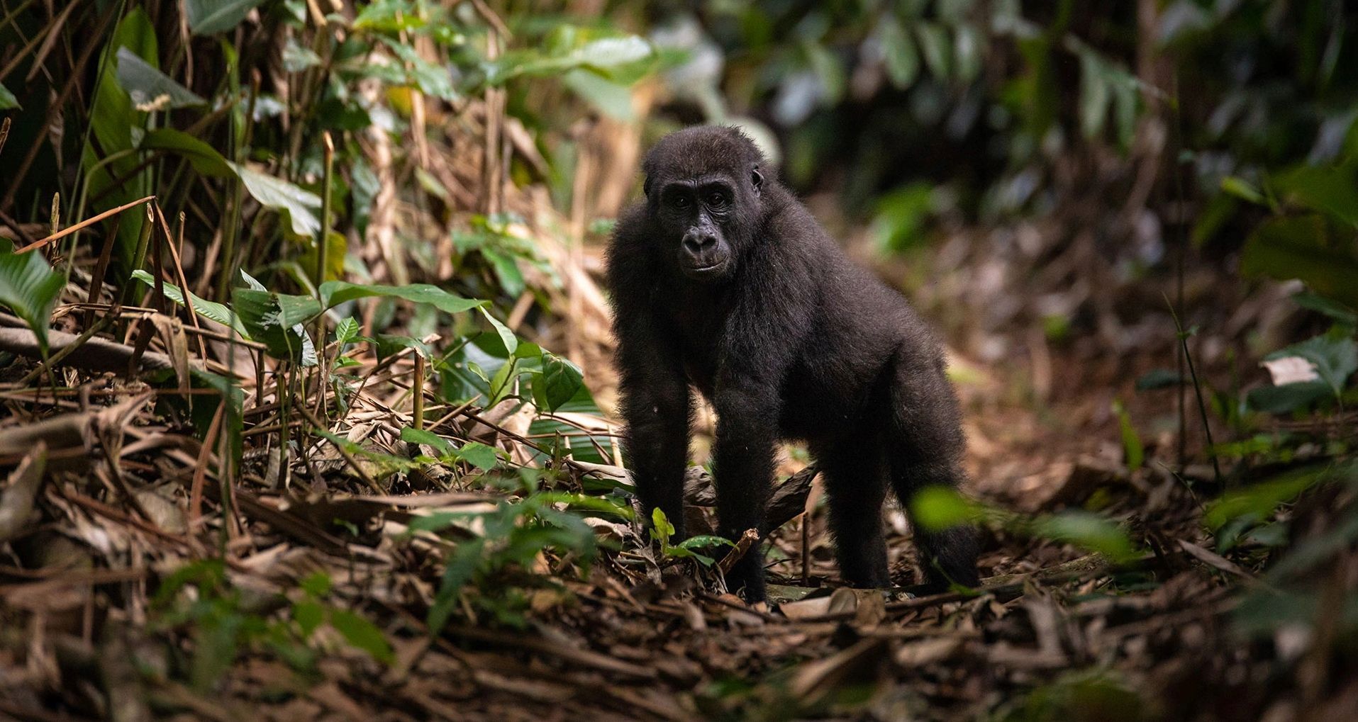 A dark-furred juvenile gorilla stands on a forest floor covered with leaves and foliage, looking directly at the camera.