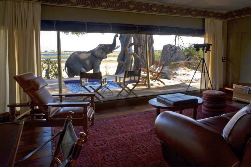 An elephant stands outside a luxury safari tent with a deck, plunge pool, leather furniture, and a rug on the interior.