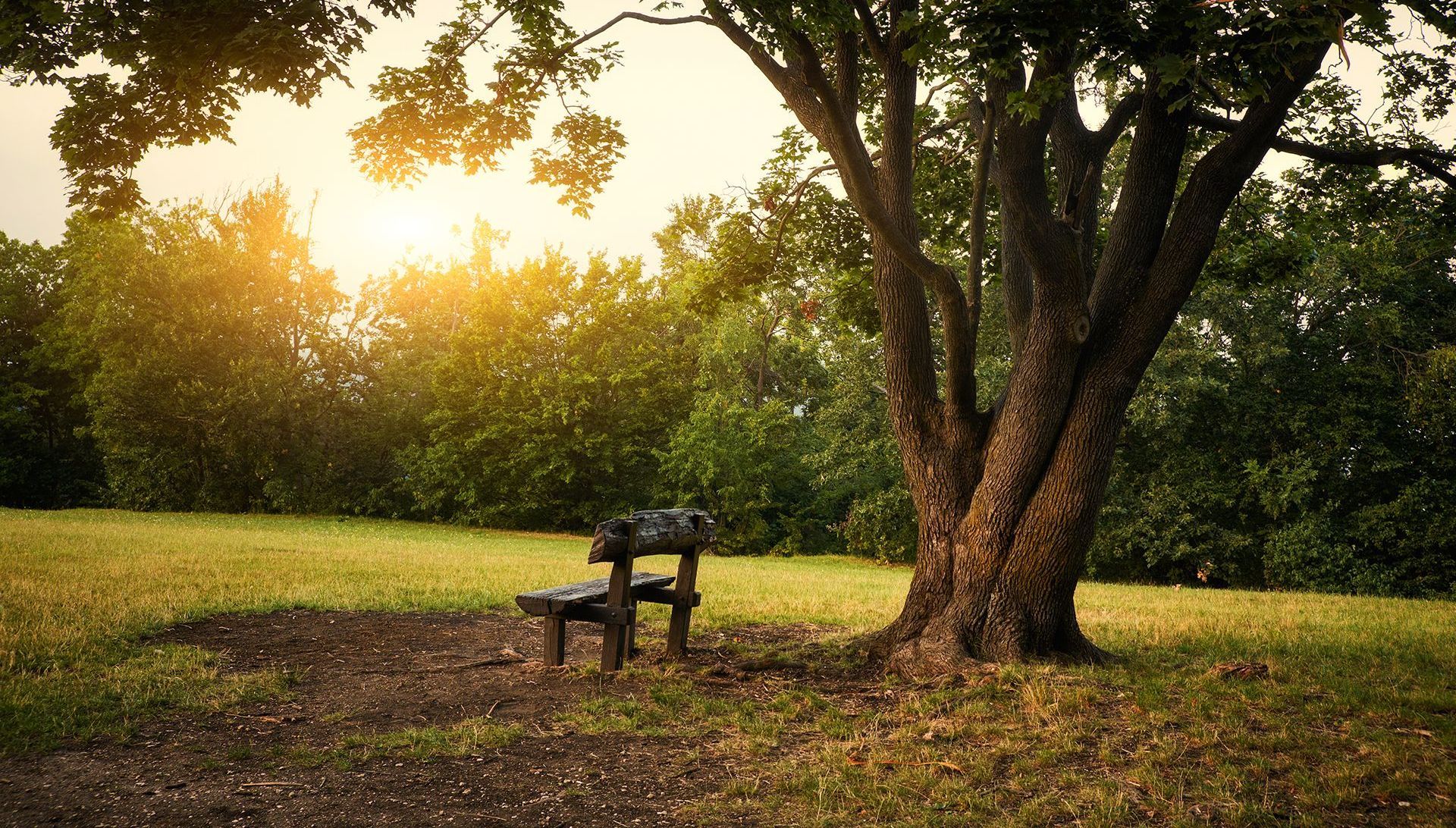 Bench under tree