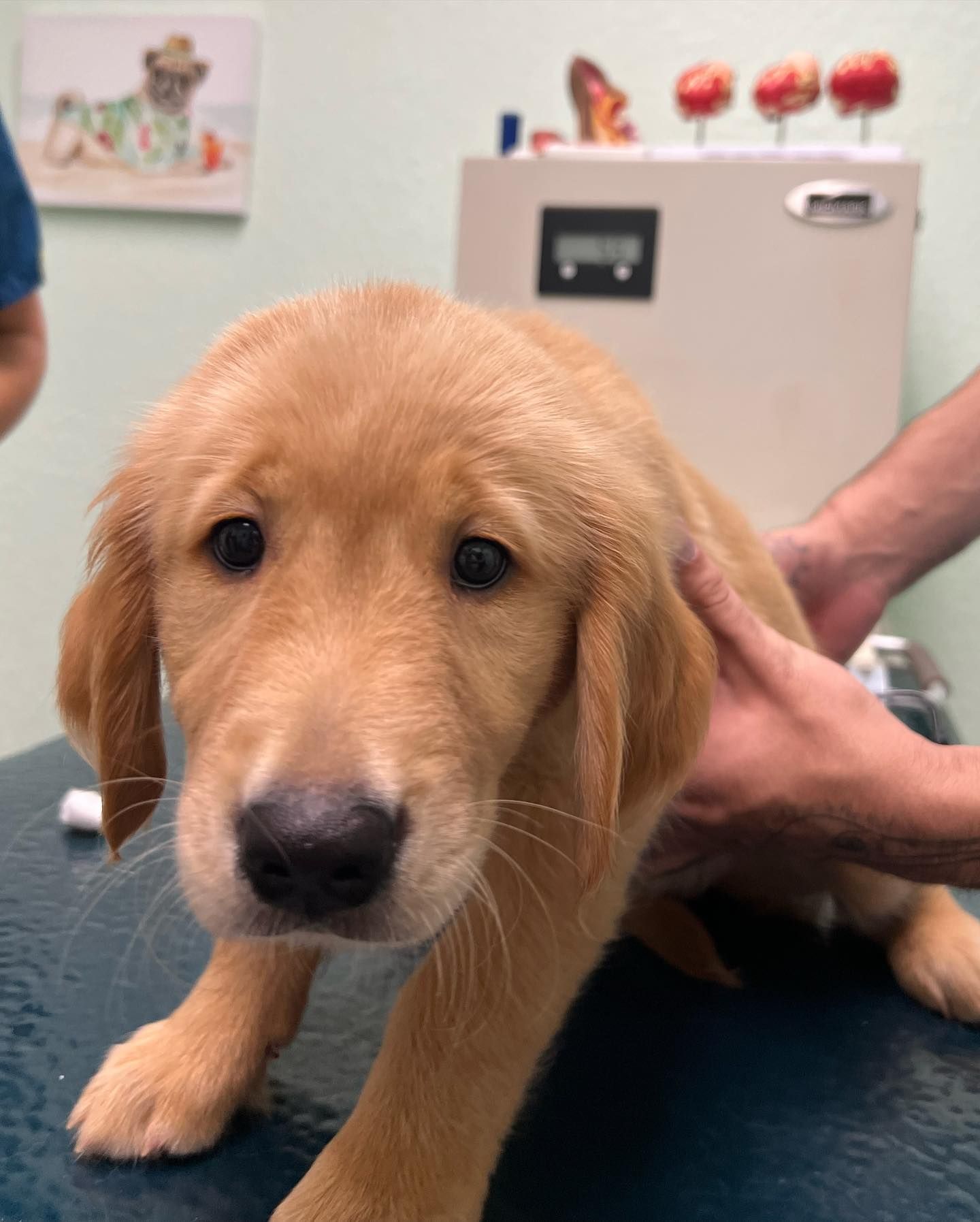 A puppy is being examined by a veterinarian