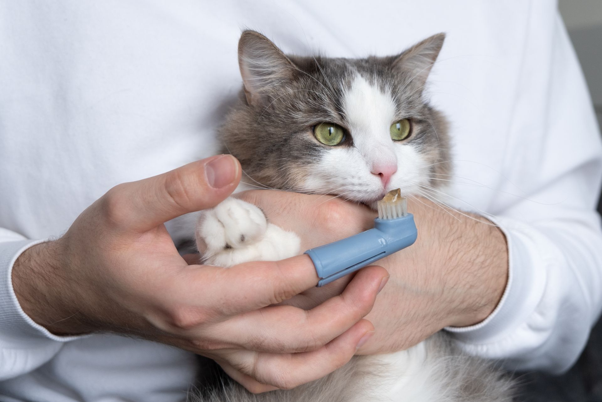 Cat dental care exam showing a veterinarian checking teeth for early disease signs