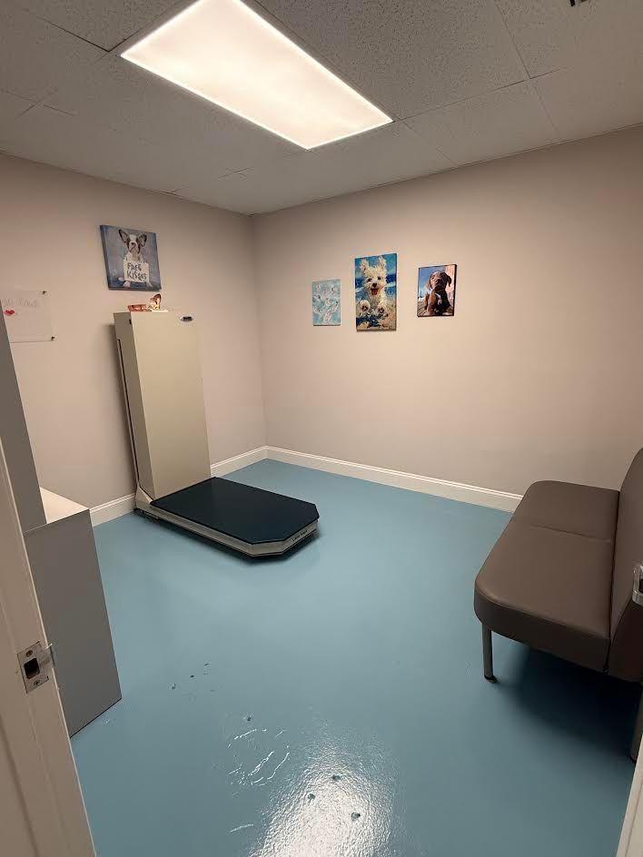 A veterinarian's examination room with blue flooring, a weight scale, sofa, and animal pictures on the wall.