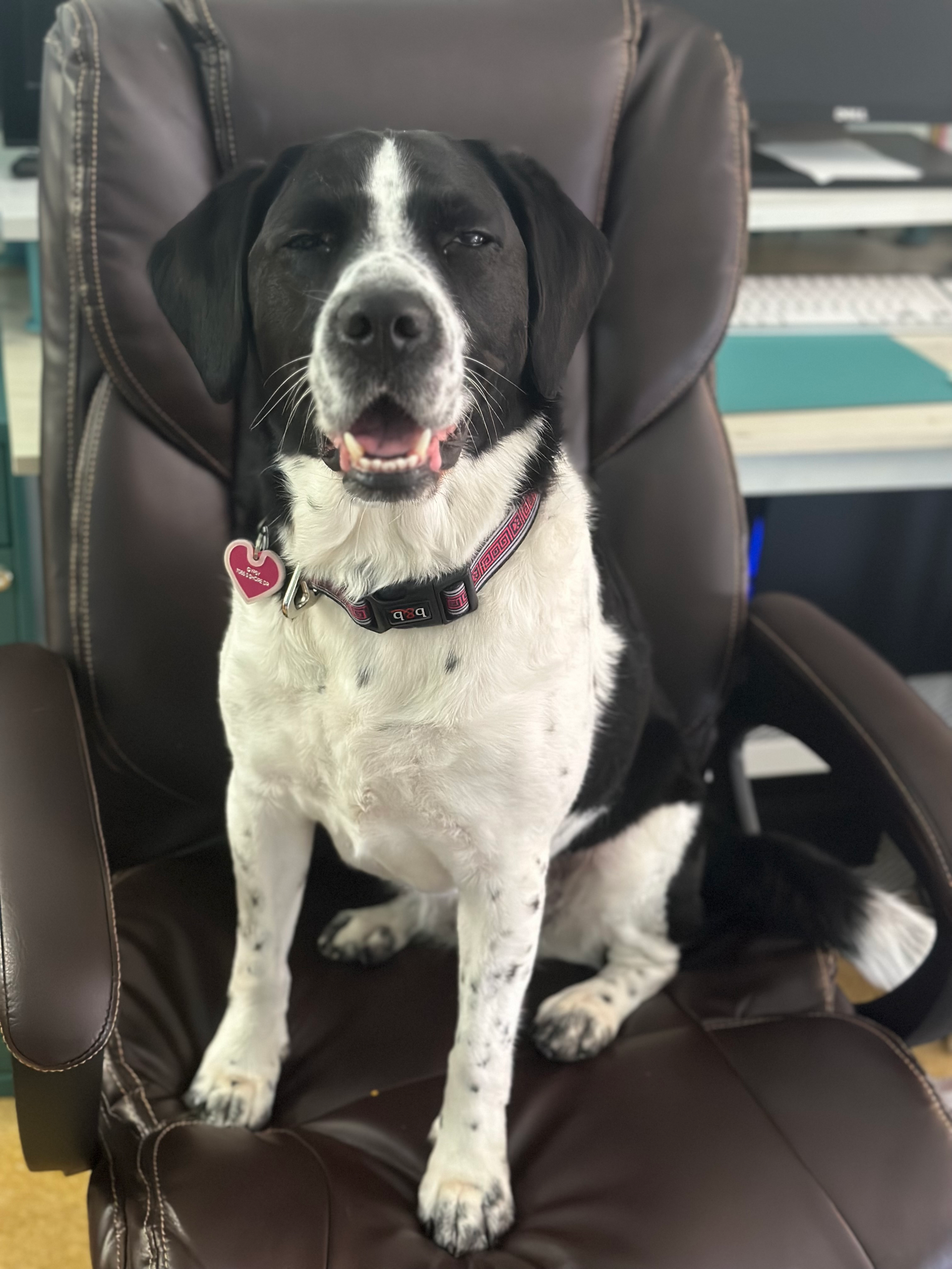 Black and white dog with pink collar, smiling while sitting in an office chair.