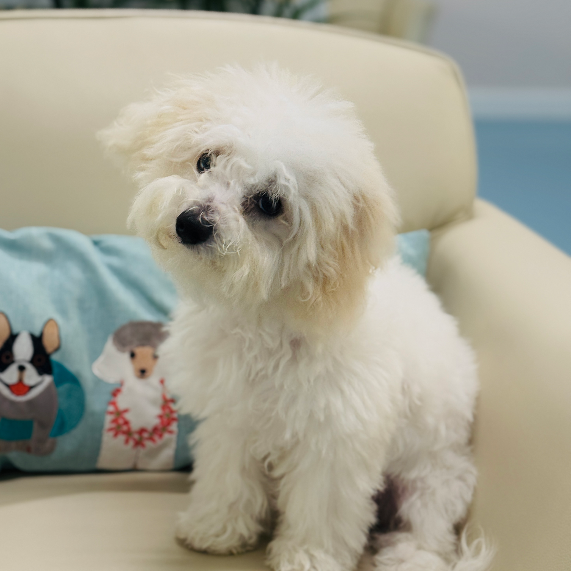 White fluffy dog with tilted head sits on a beige chair, a decorative pillow is visible on the left.