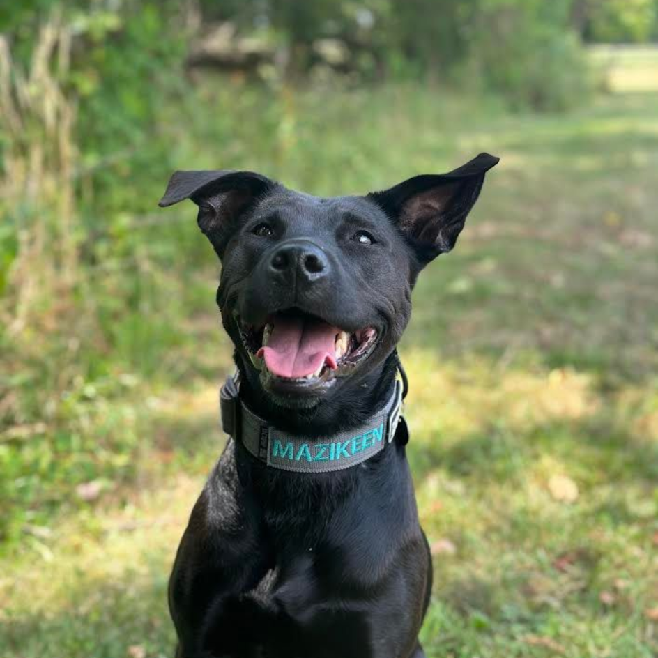 Black dog with open mouth wearing a teal collar, sitting on grass outdoors