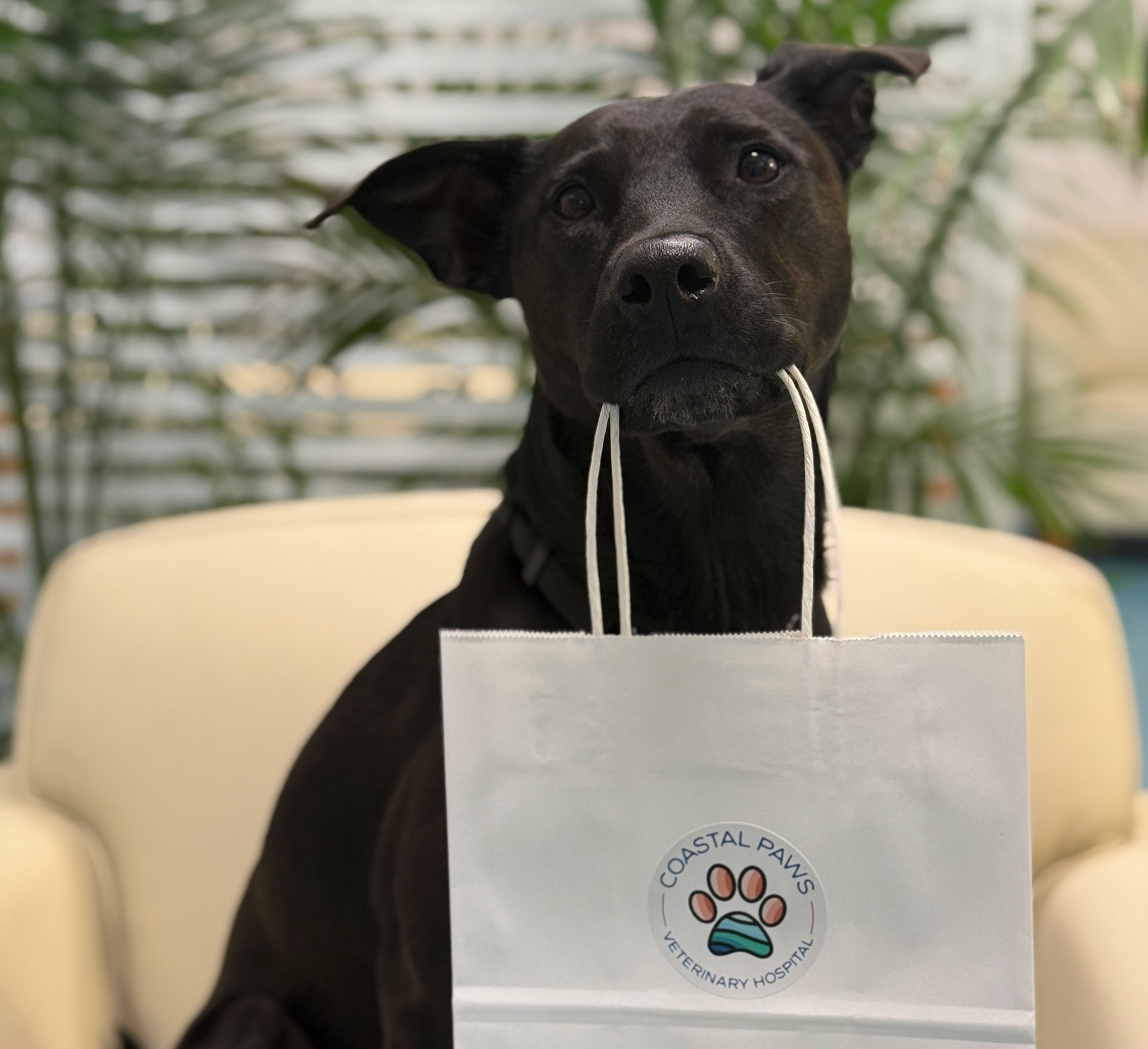 Black dog holding a white shopping bag with 