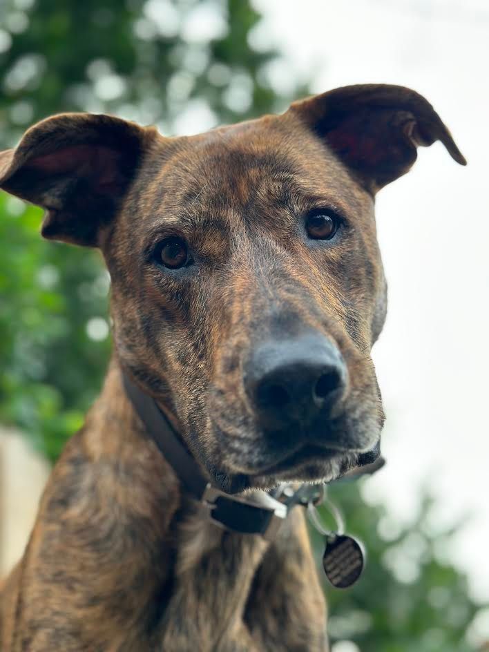 Brindle dog with a dark muzzle and collar looking at the camera outdoors with blurred greenery behind.