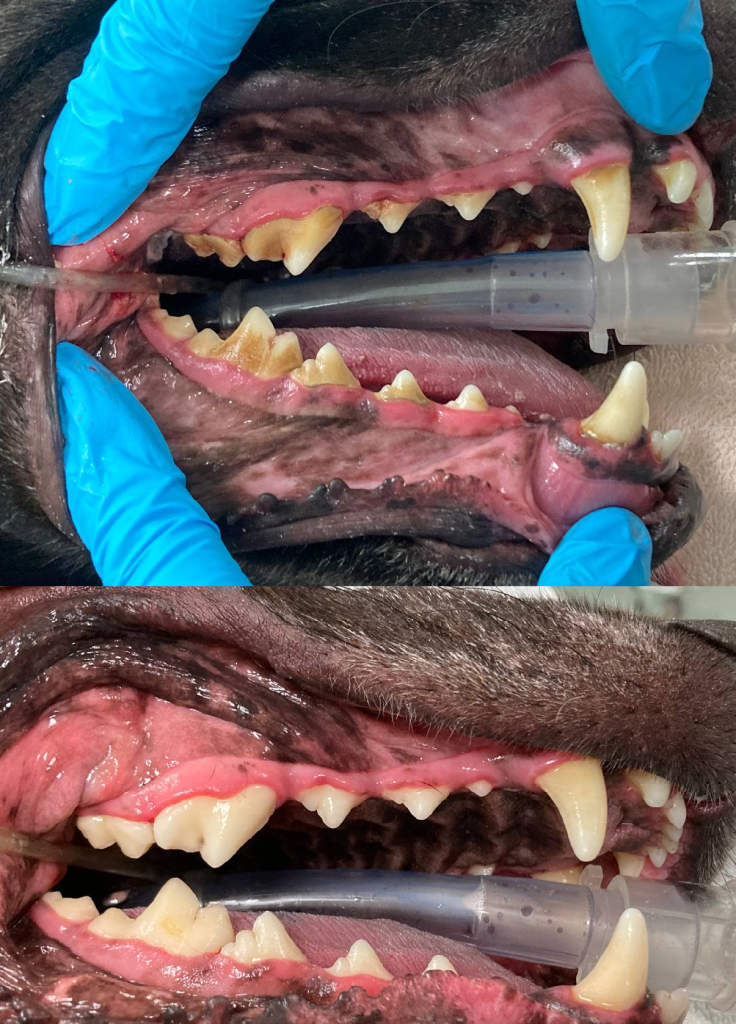 A before and after picture of a dog 's teeth
