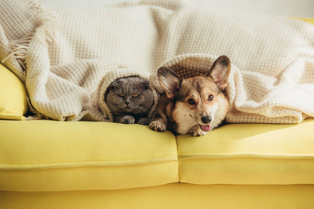 A dog and a cat are laying on a yellow couch under a blanket.