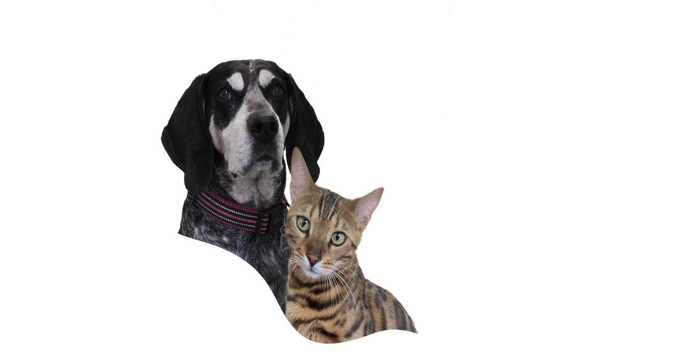Pet Care Seminole FL