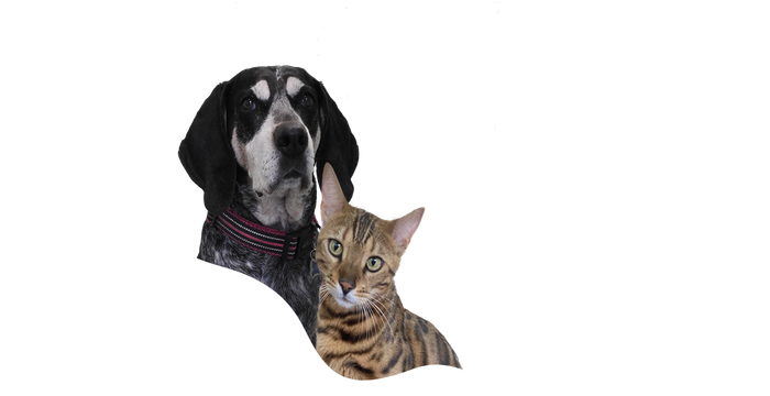 Pet Care Seminole FL