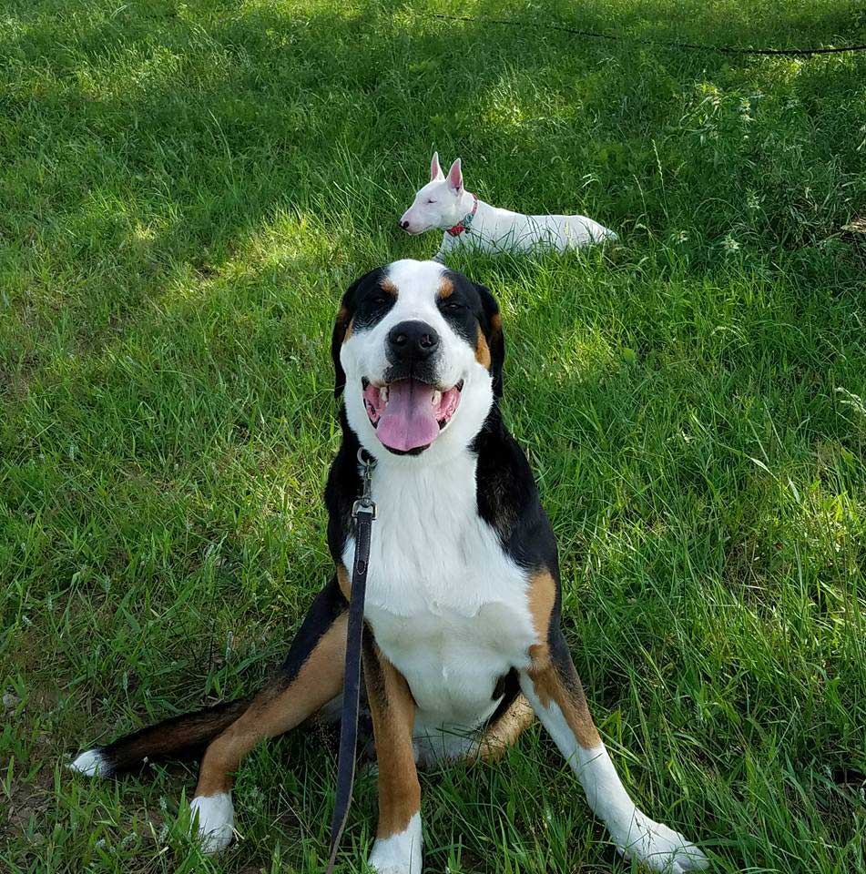 Doggy Daycare Bastrop & Lockhart, TX K9 Mastery