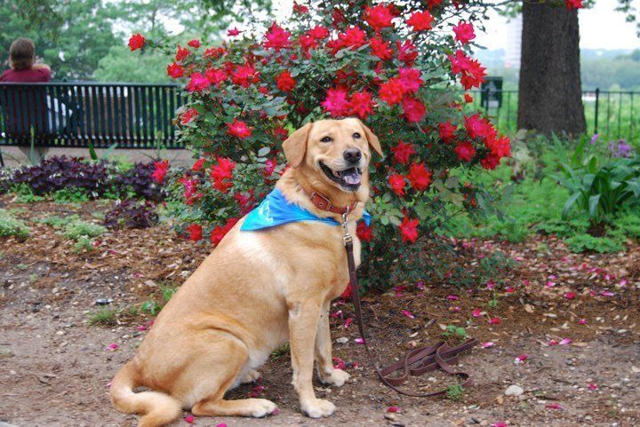 Golden retriever with blue bib - Bastrop, TX - K9 Mastery Golden retriever with blue bib - Bastrop, TX - K9 Mastery