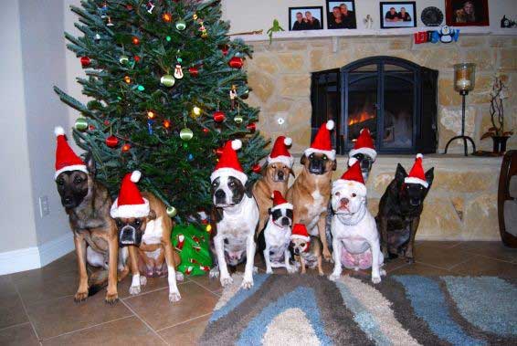 Pack of dogs wearing santa hat - Bastrop, TX - K9 Mastery Pack of dogs wearing santa hat - Bastrop, TX - K9 Mastery