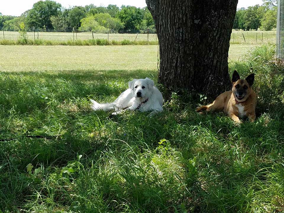 Happy and active purebred dog outdoors in the grass on a sunny summer day. - Bastrop, TX - K9 Mastery Happy and active purebred dog outdoors in the grass on a sunny summer day. - Bastrop, TX - K9 Mastery