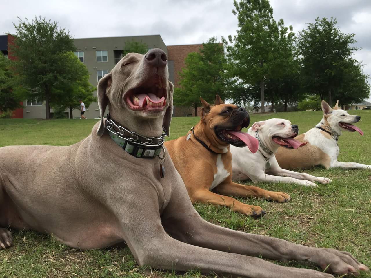 four dogs resting in the park - Bastrop, TX - K9 Mastery