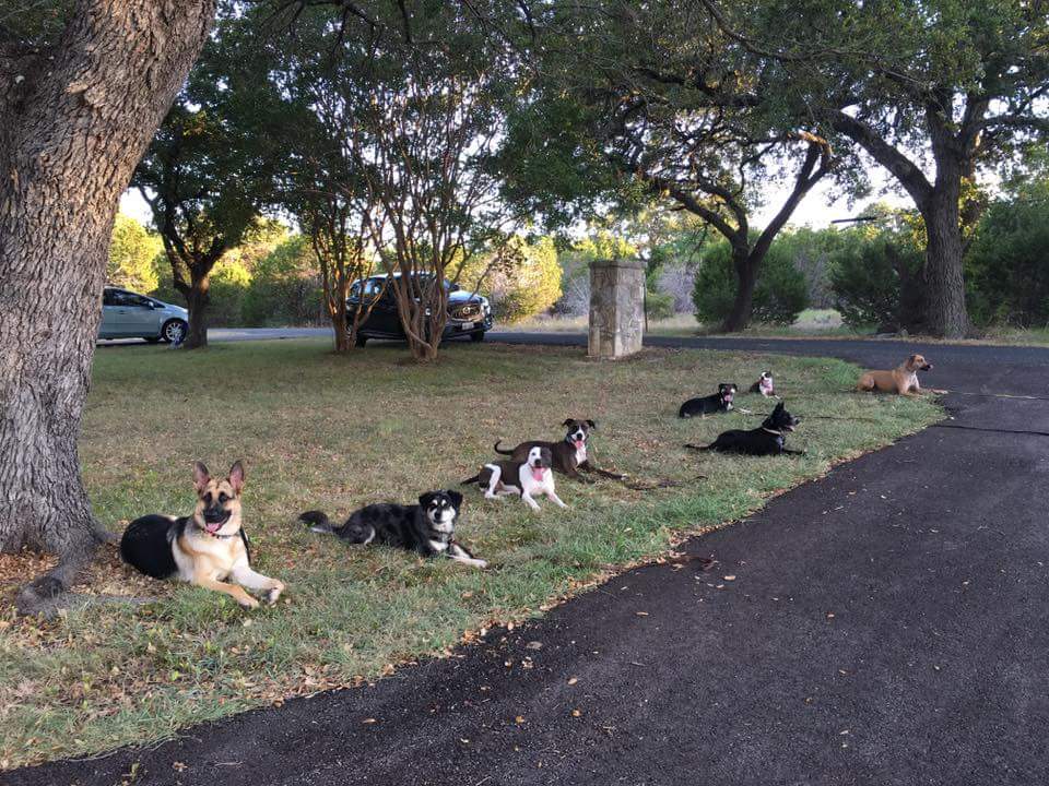 A pack of dogs resting in the park - Bastrop, TX - K9 Mastery