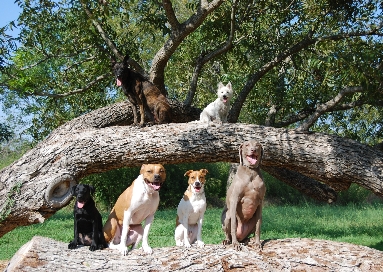 A pack of dogs posing under a tree - Bastrop, TX - K9 Mastery