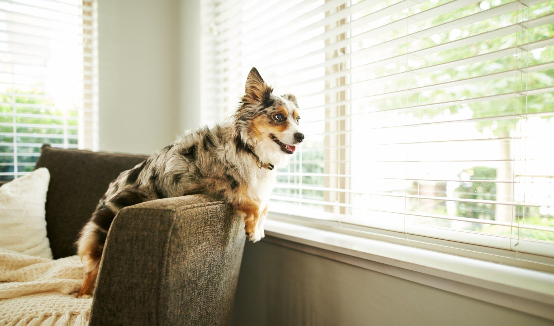 Cute dog sitting in the house by the window- Bastrop, TX - K9 Mastery Cute dog sitting in the house by the window - Bastrop, TX - K9 Mastery