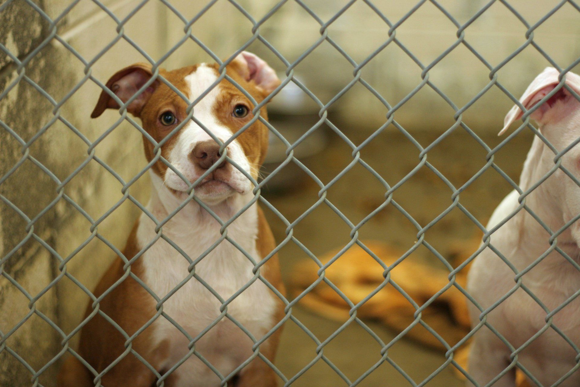 dog standing behind bars and looking at camera - Bastrop, TX - K9 Mastery