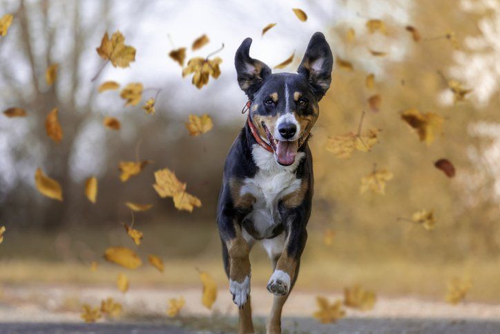 dog running in the park - Bastrop, TX - K9 Mastery