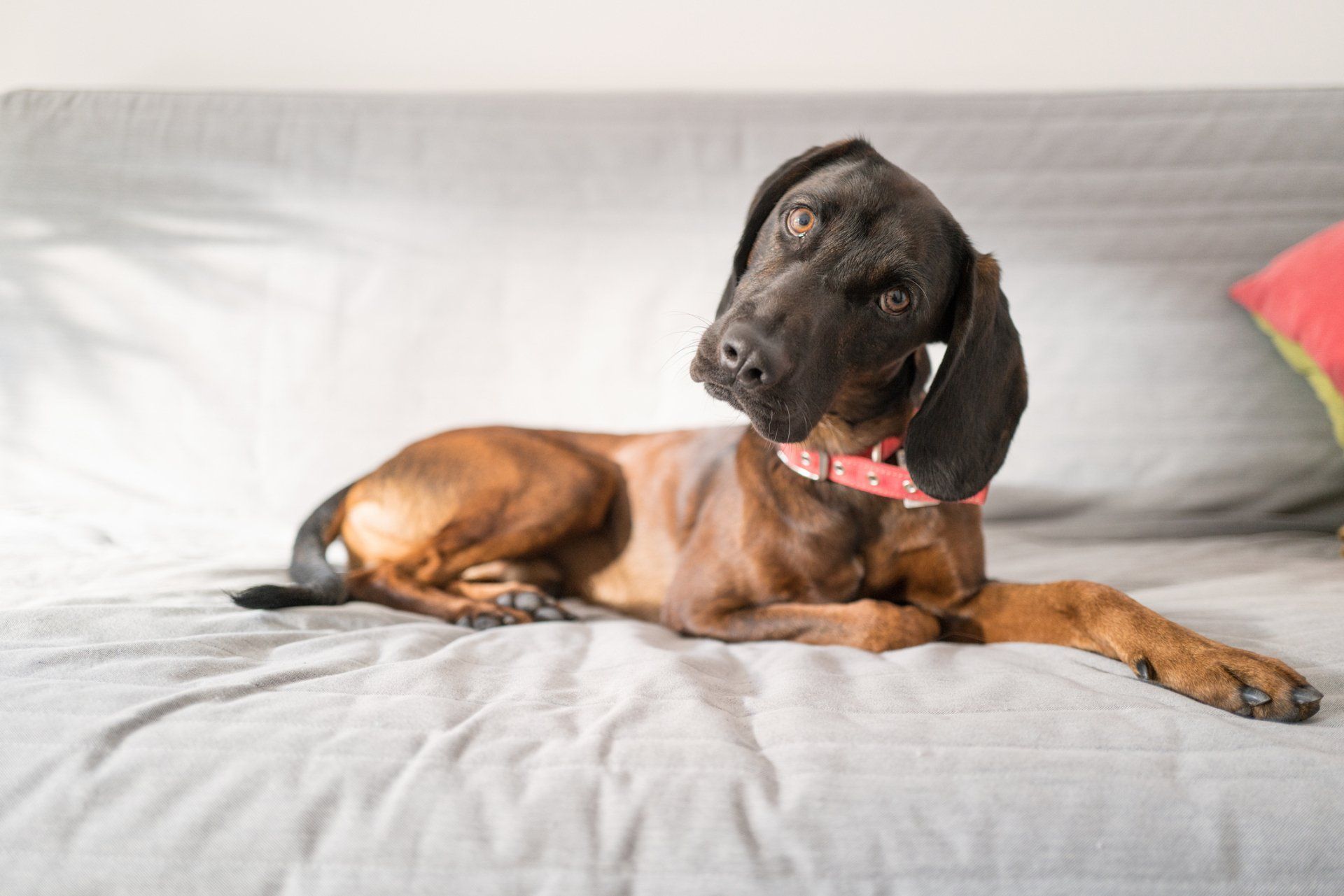 Brown dog lying on comfortable sofa and looking at camera in living room - Bastrop, TX - K9 Mastery
