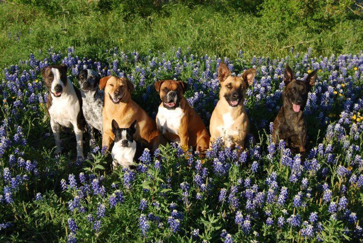 dogs posing outdoors with flowers - Bastrop, TX - K9 Mastery