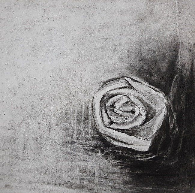 A single Rose, a drawing by Miriam McConnon, Olivier Cornet Gallery, Dublin
