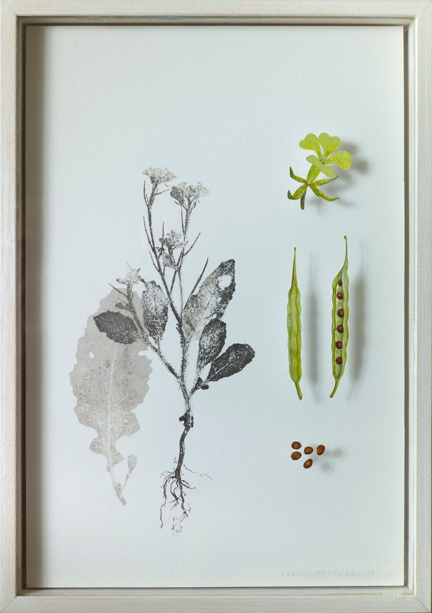 Yanny Petters, Charlock, verre églomisé and nature print, part of the Olivier Cornet Gallery exhibition '2° C', a group show on climate change supported by the EPA Ireland