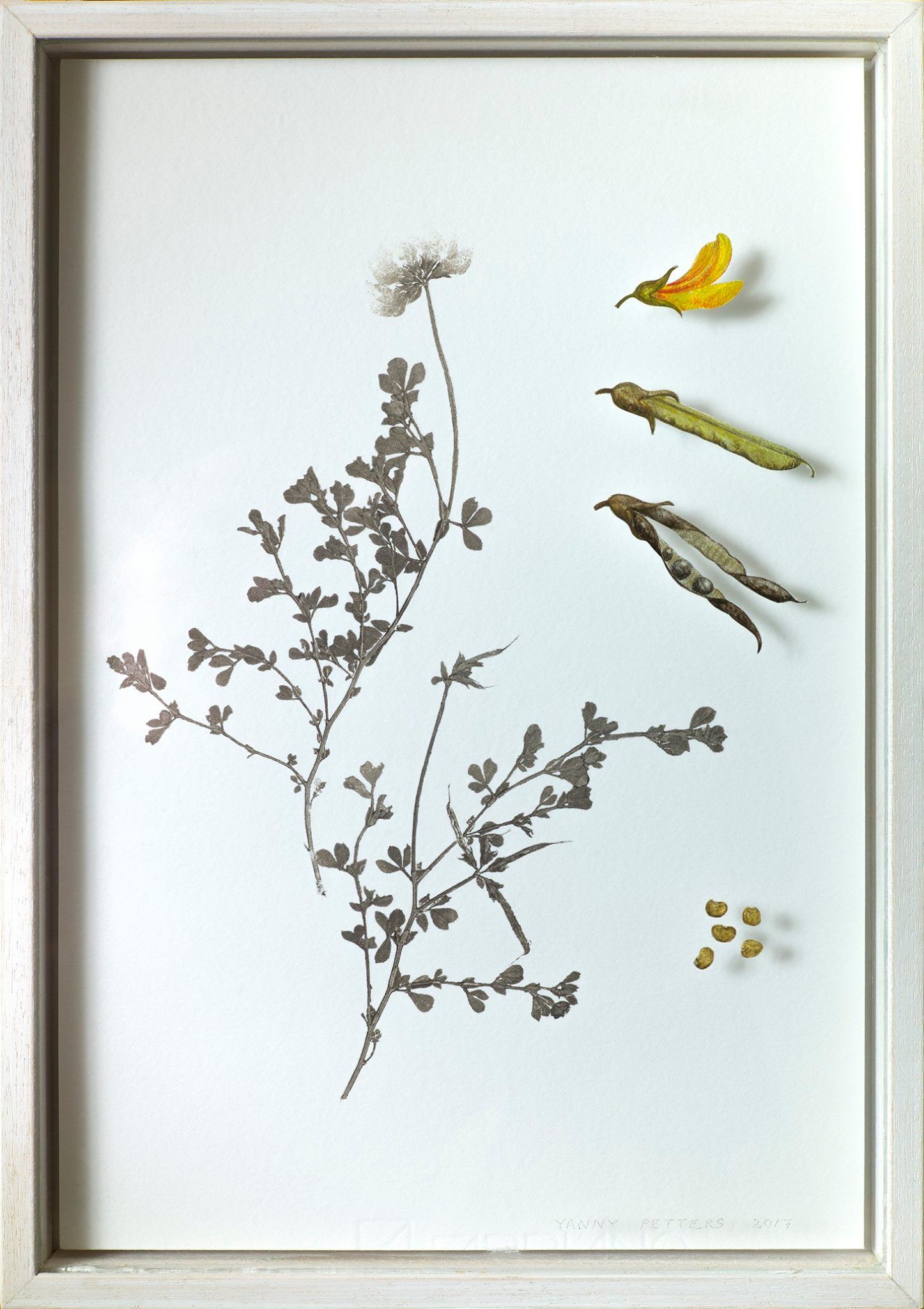 Yanny Petters, Common Bird's-foot Trefoil, verre églomisé and nature print, part of the Olivier Cornet Gallery exhibition '2° C', a group show on climate change supported by the EPA Ireland