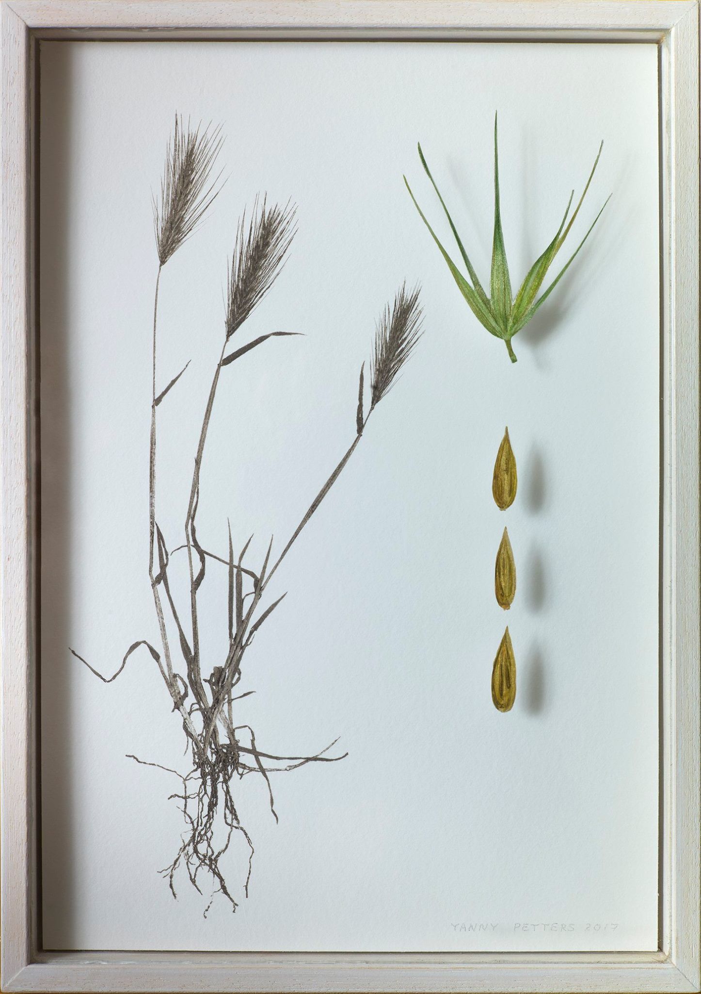 Yanny Petters, Wall Barley, verre églomisé and nature print, part of the Olivier Cornet Gallery exhibition '2° C', a group show on climate change supported by the EPA Ireland